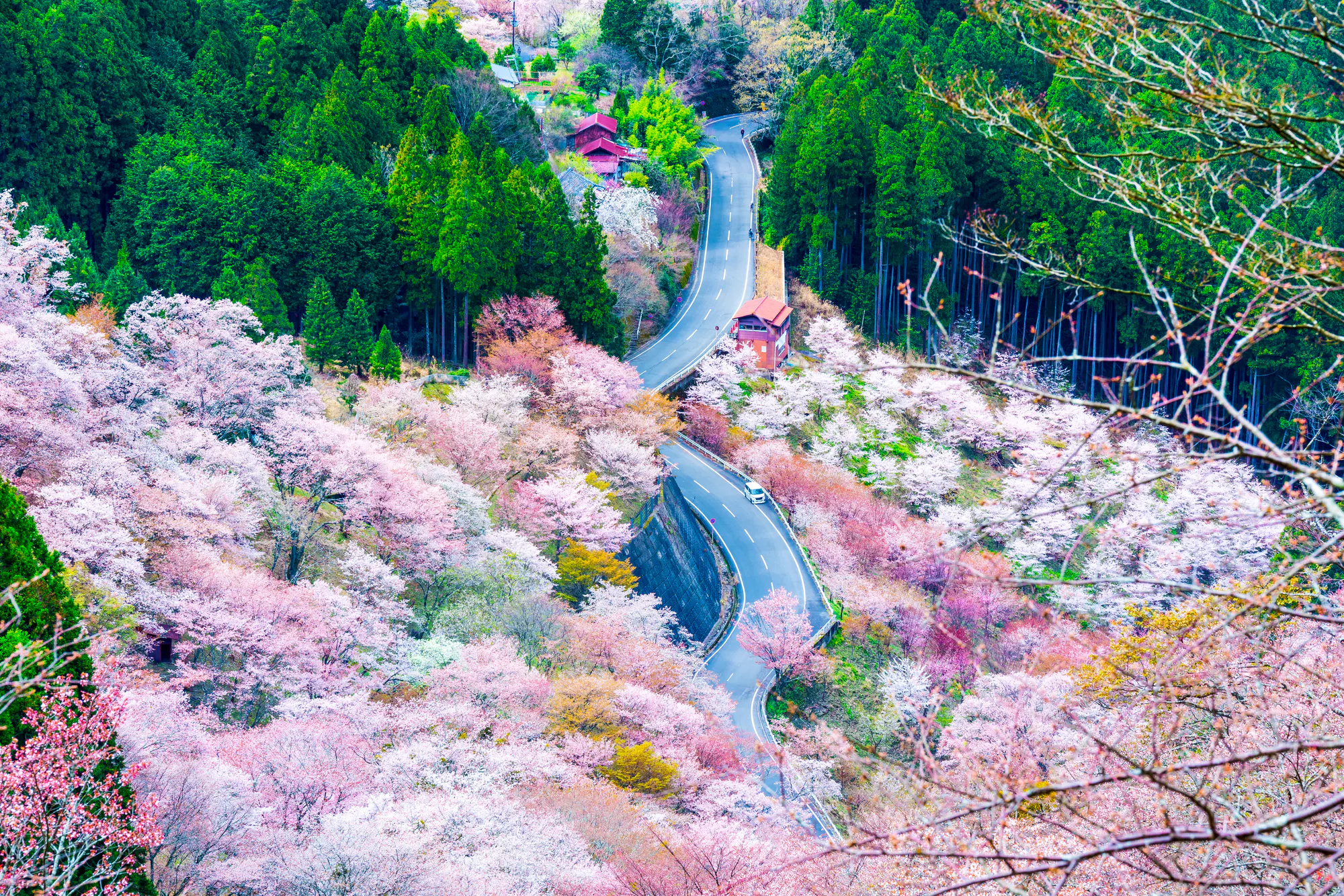上北山村（吉野郡）