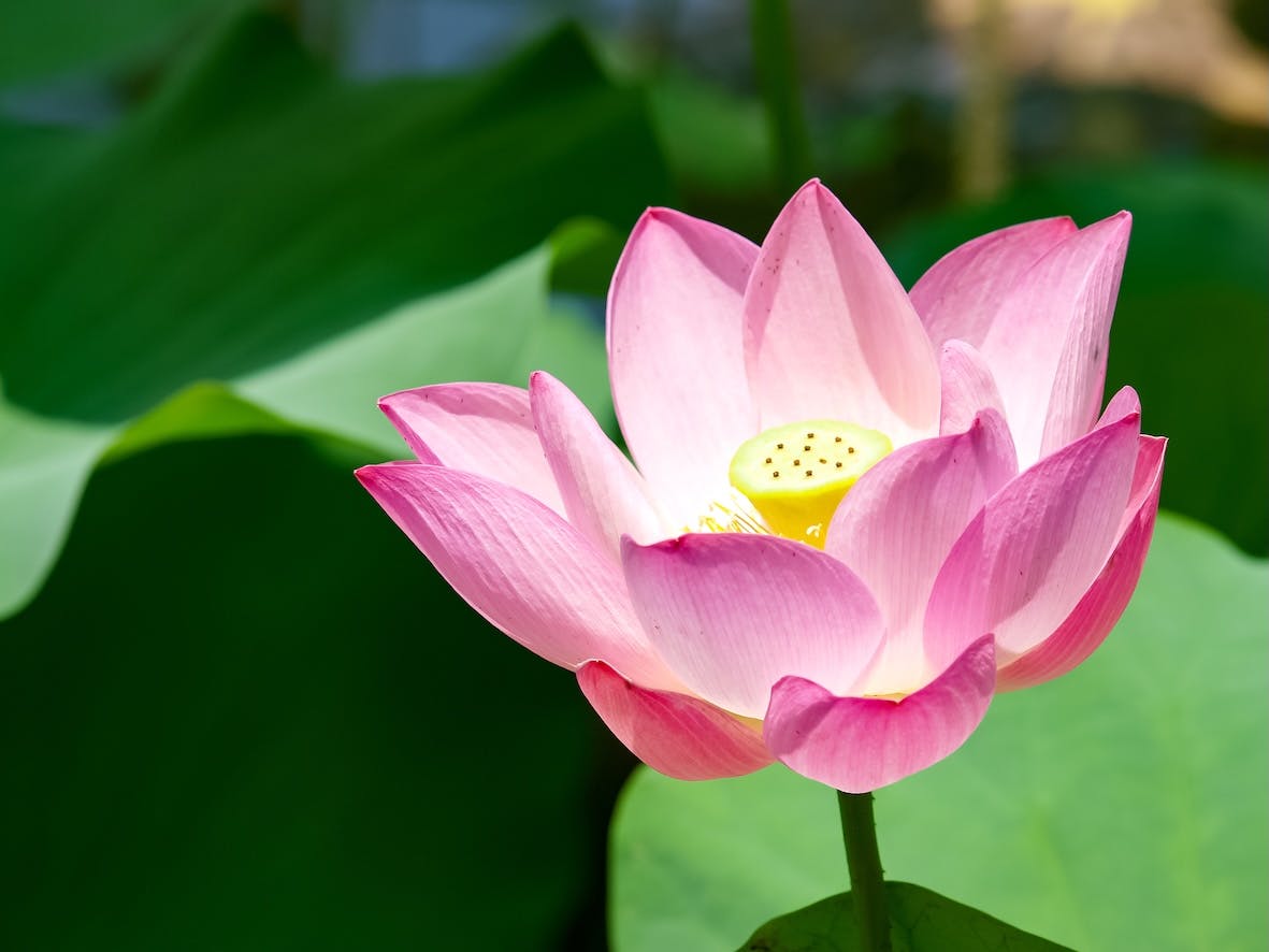 台北植物園のハスの花