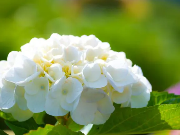 白い紫陽花