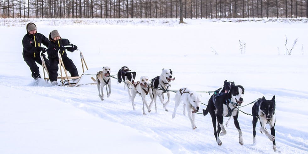 detteです レトロそり、運搬そり、犬ぞり、犬そり、雪そり、木製そり 奥深い犬ぞりの世界…初心者にも分かりやすい！犬種や用語の基礎知識