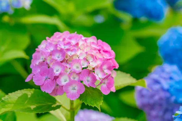 ピンクの紫陽花