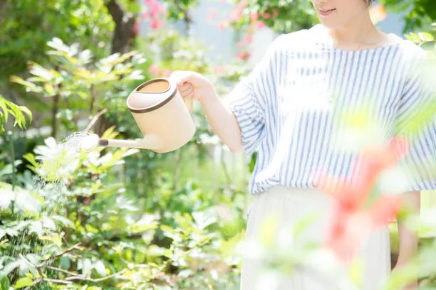 紫陽花を自宅で育てる
