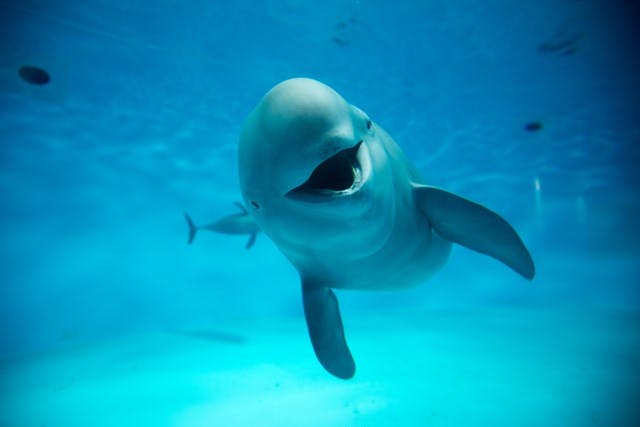 徹底取材】宮島水族館の魅力とは！人気のスナメリから料金やお土産、アクセス情報まで！