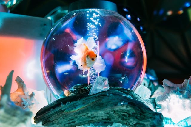 円形畳　金魚 アウトレット 金魚がアートに！沖縄に誕生「沖縄金魚ミュージアム」で新感覚の水中体験