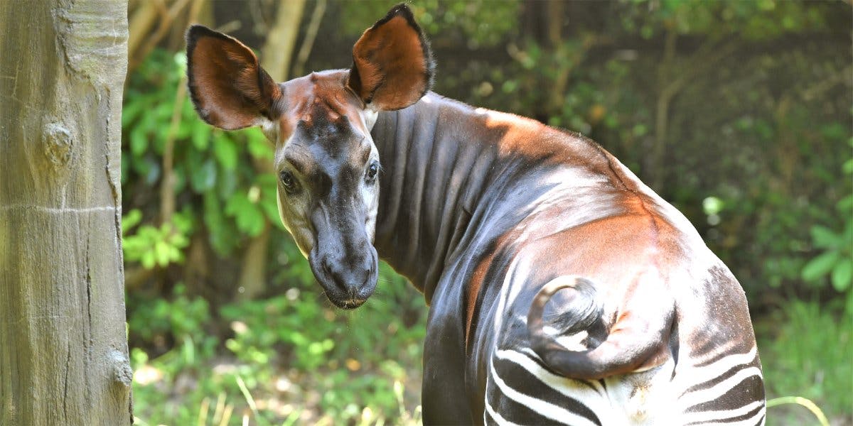 世界のかわいい動物たちに夢中！「よこはま動物園ズーラシア」の