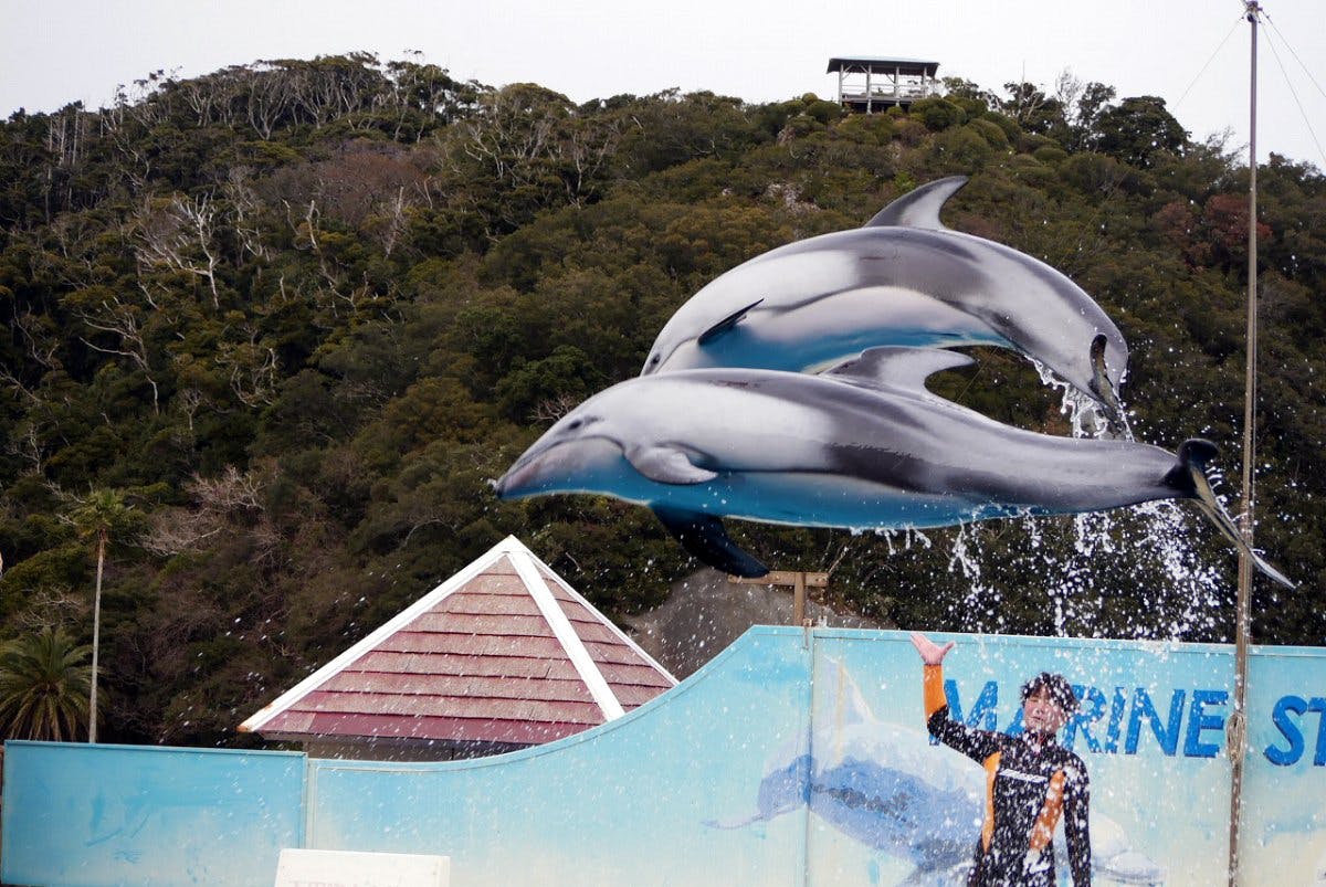 下田海中水族館にはイルカと遊べるプログラムがいっぱい！見どころや