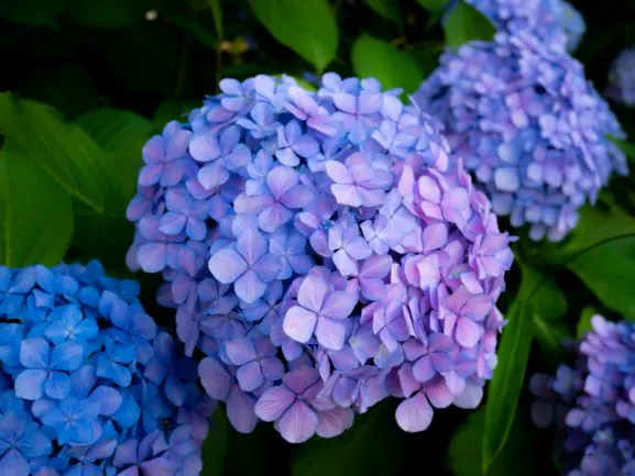 雨に濡れる紫陽花