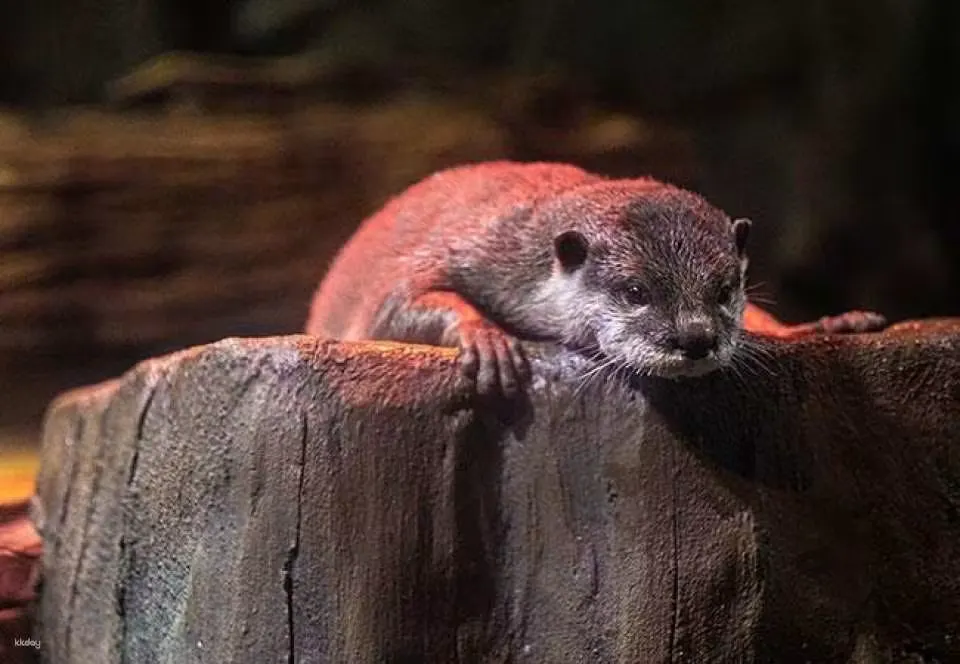 シーライフ・COEX ソウルアクアリウムの生き物