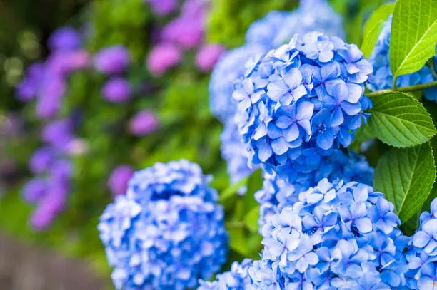 紫の紫陽花