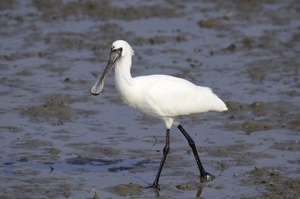 四草緑色隧道の風景