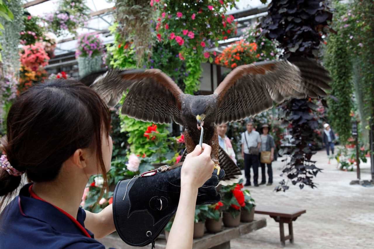 鳥大型鳥フクロウケージ✨木製ハンドメイド飼育小屋鳥小屋