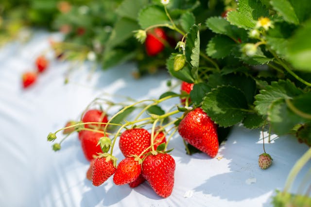 世田谷のいちご狩りアクセス・駐車場情報