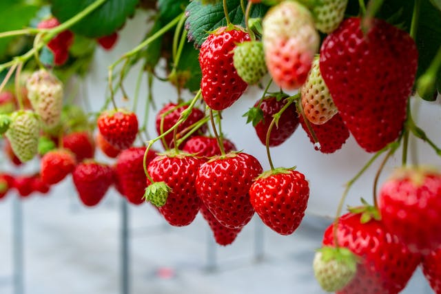 いちごの品種