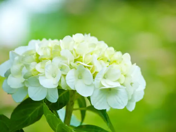 白い紫陽花