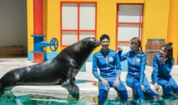 遠雄海洋公園(ファーグローリーオーシャンパーク) イルカやアシカとふれあい体験