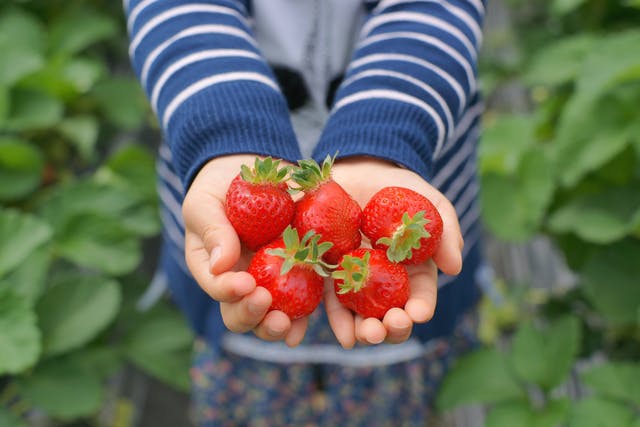 予約なしのいちご狩り