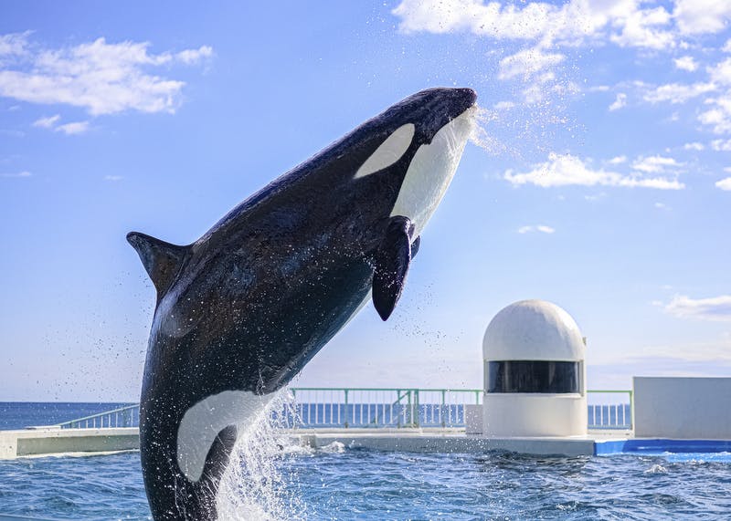 鴨川シーワールドでシャチの「サマースプラッシュ」開催！ずぶ濡れ体験
