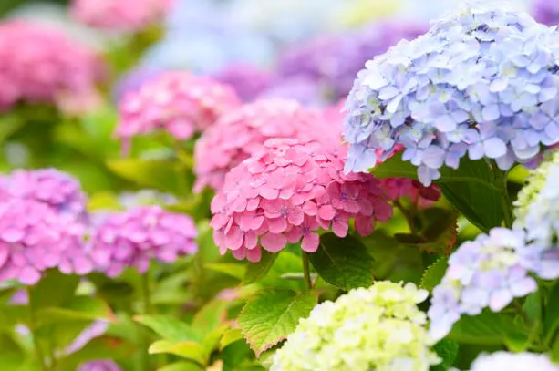 満開の紫陽花
