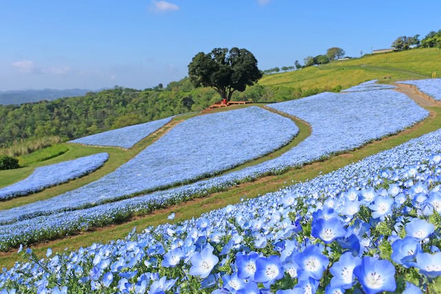 お花畑 8feaeef5-6964-431a-883b-