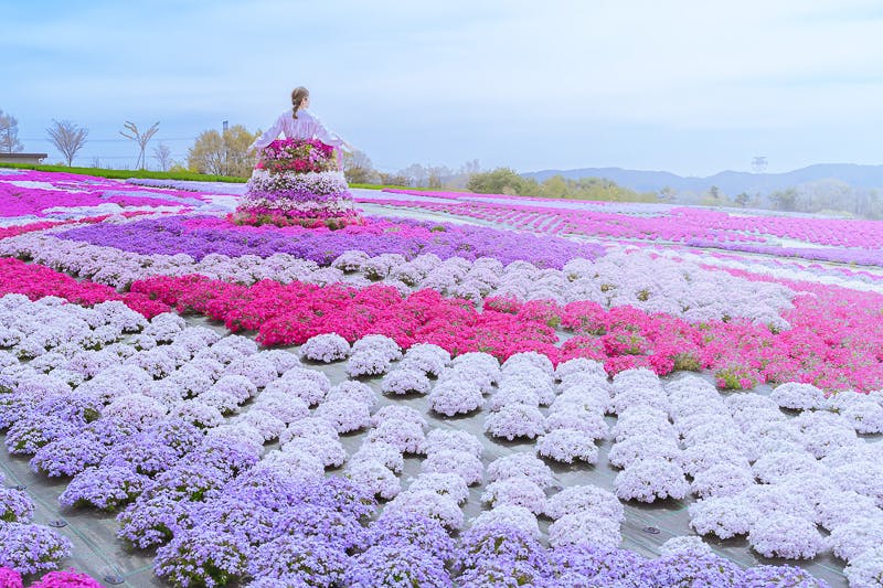 芝桜 ピンク 確認よう コウさん - 観葉植物