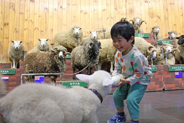 マザー牧場でキュン死注意報！赤ちゃん羊のミルクタイムで癒され