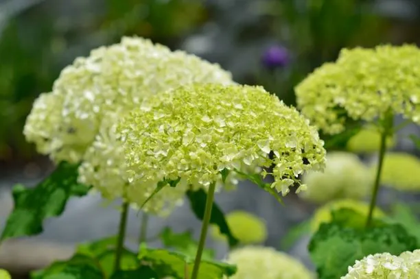 緑色の紫陽花アナベル