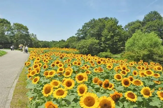 国営讃岐まんのう公園