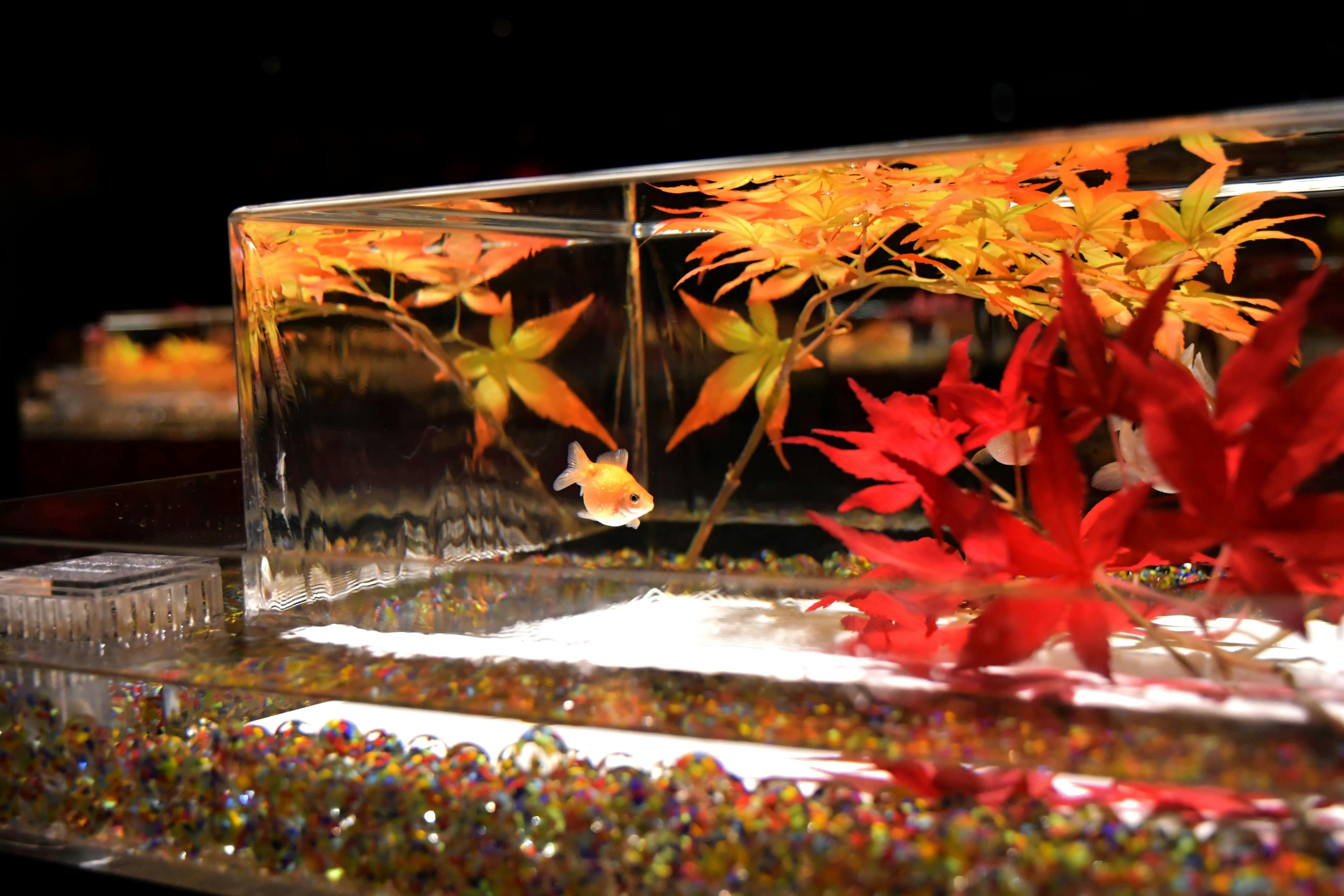 京都の紅葉と泳ぐ金魚 ジオラマ - その他