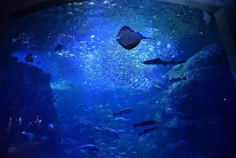 冬限定・新江ノ島水族館が煌めきの空間に！「Jewerium」で海の宝石たちに出会ってみませんか？【神奈川】