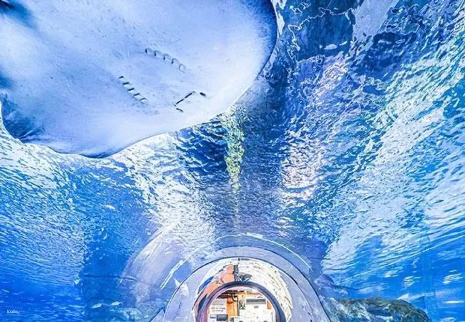 シーライフ・COEX ソウルアクアリウム、巨大水槽の下を通る「海底トンネル」