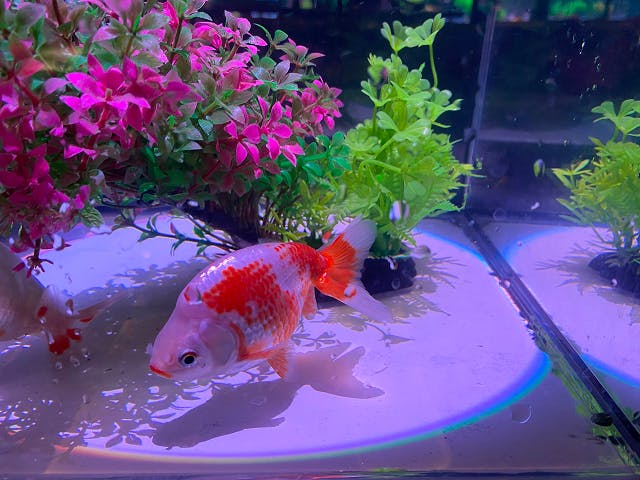 南知多ビーチランドで優雅な金魚と涼やかな「和」の水中世界を体験