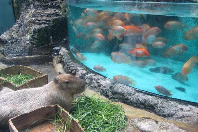 鳥羽水族館の魅力を徹底解剖！ジュゴンやショーから料金、アクセスまでの完全ガイド