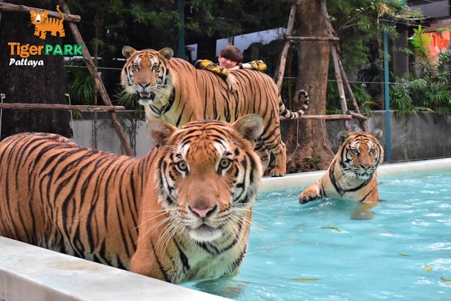 <パタヤ・動物園>タイガー パーク パタヤ・トラとのふれあいの写真が表示されています