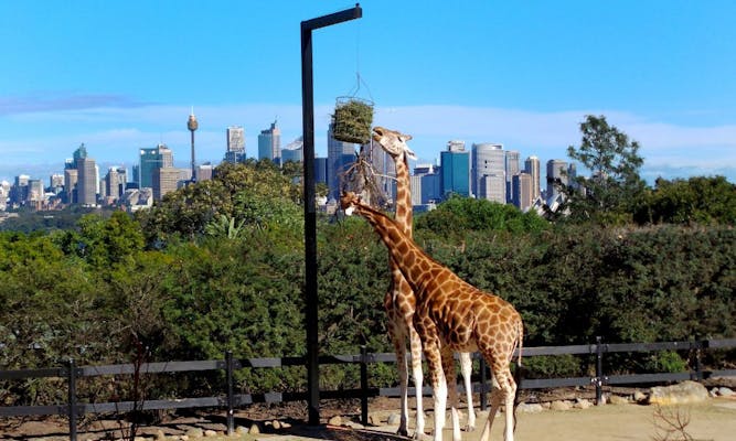 【入手困難】パンフレット オーストラリア タロンガ動物園 シドニー 入手困難】パンフレット オーストラリア タロンガ動物園 シドニー