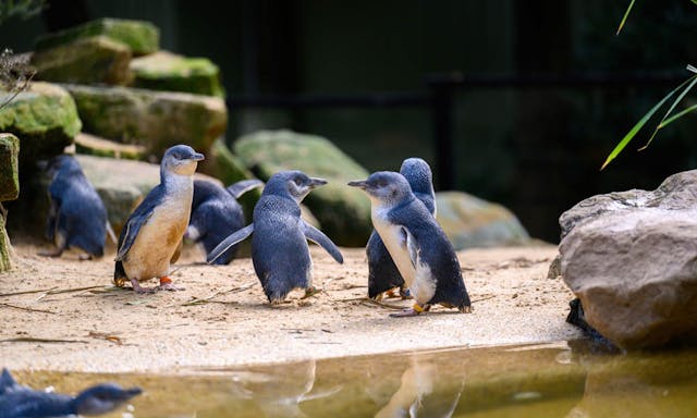 <シドニー・動物園>フェザーデール シドニーワイルドライフパーク 入場券の写真が表示されています