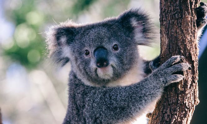 【入手困難】パンフレット オーストラリア タロンガ動物園 シドニー 入手困難】パンフレット オーストラリア タロンガ動物園