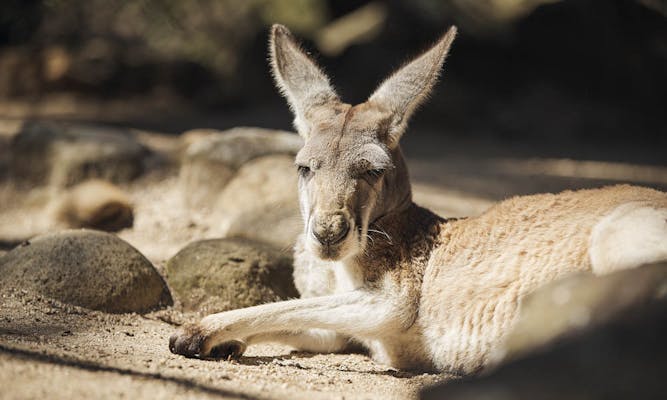 【入手困難】パンフレット オーストラリア タロンガ動物園 シドニー 入手困難】パンフレット オーストラリア タロンガ動物園 シドニー