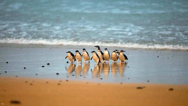 <メルボルン・バスツアー>フィリップ島日帰りツアー：ペンギンパレード＆ムーンリットサンクチュアリ野生動物公園・メルボルン発の写真が表示されています