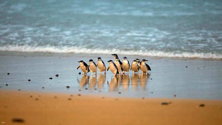 フィリップ島日帰りツアー：ペンギンパレード＆ムーンリットサンクチュアリ野生動物公園（メルボルン発）【メルボルン・バスツアー】