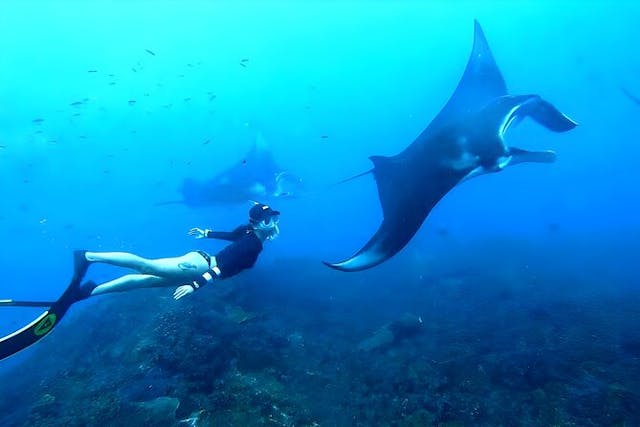 <バリ島・ガイドツアー>ウエストペニダ島とシュノーケリング（プライベートツアー）の写真が表示されています