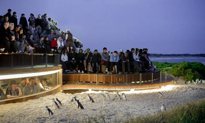 フィリップ島ペンギンパレードエクスプレスツアー（午後出発・メルボルン発）【メルボルン・バスツアー】