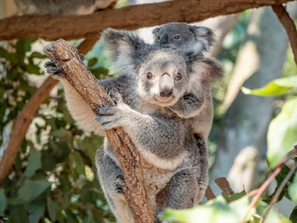 <ブリスベン・動物園>ローンパイン コアラ サンクチュアリ 入場チケットの画像を表示しています