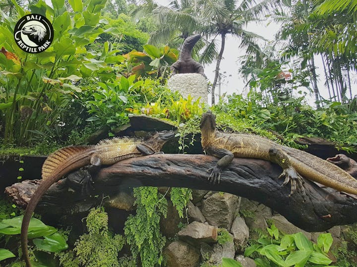 バリ・レプタイルパーク（バリ爬虫類公園）入場券【バリ島・動物園】