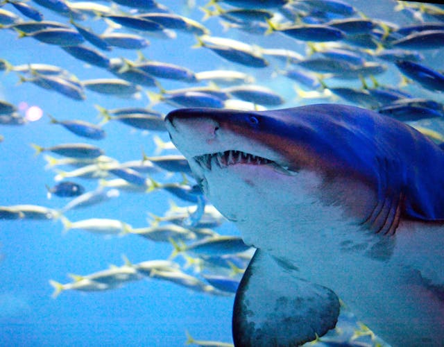 <釜山・水族館>SEA LIFE 釜山アクアリウム・日時指定チケットの写真が表示されています