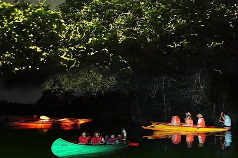 <パラワン島・ナイトツアー>マリボホックでのホタル鑑賞ツアーの画像を表示しています