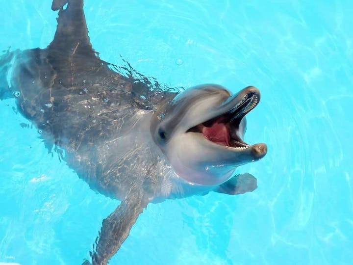 野柳海洋世界入場券【台北・水族館】