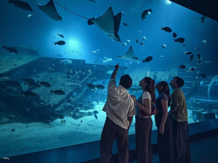 シンガポール オーシャナリウム（旧S.E.A.アクアリウム） 入場券（2025年7月ニューオープン）【シンガポール・水族館】