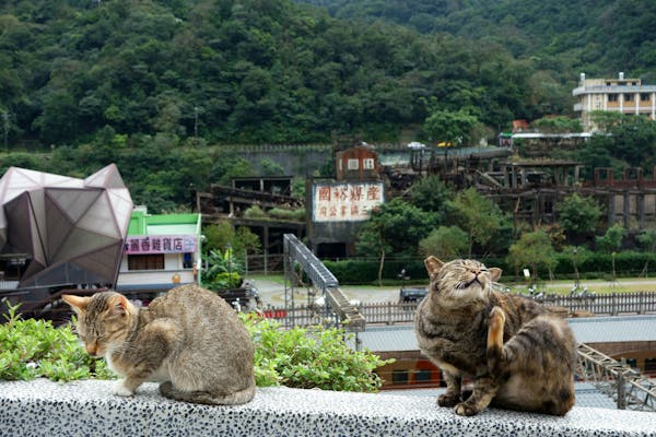 猫村の写真が表示されています