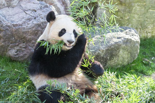 上海動物園の写真が表示されています