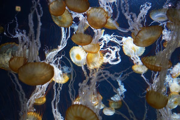 パシフィック水族館の写真が表示されています